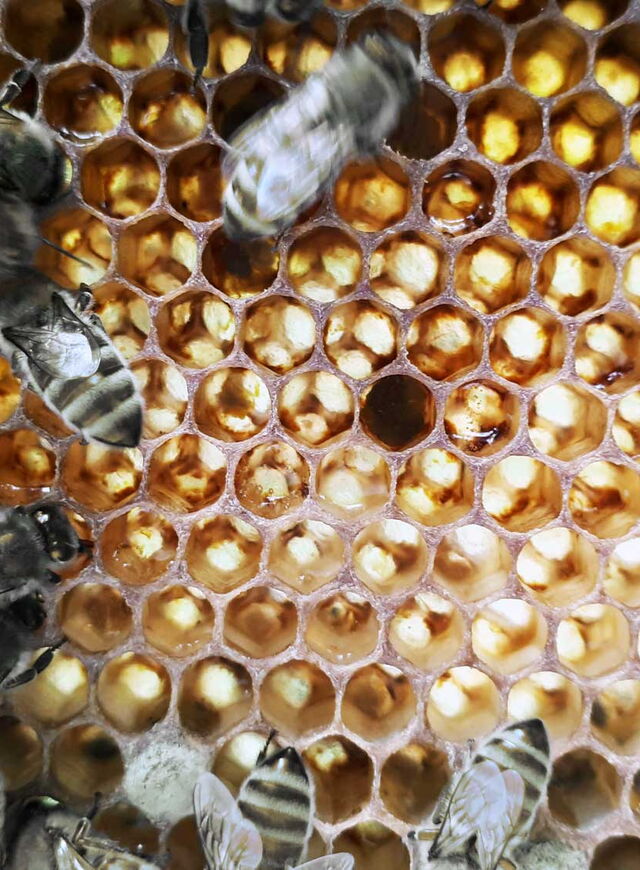 Ein Bienenschwarm auf einer Honigwabe