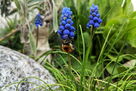 Hummel an blauer Traubenhyazinthe